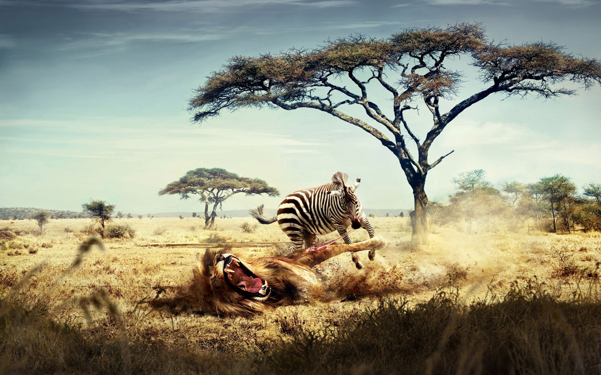 Wild Lion Zebra Chase6101314602